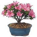 Rhododendron Simsii Bonsai